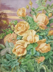 Gelbe Rosen